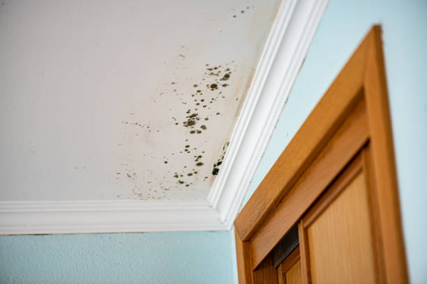 Best Residential Mold Removal  in Bonifay, FL