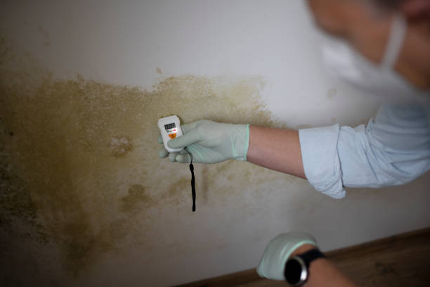 Mold Removal Process in Bonifay, FL