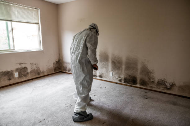 Best Mold Removal Process  in Bonifay, FL